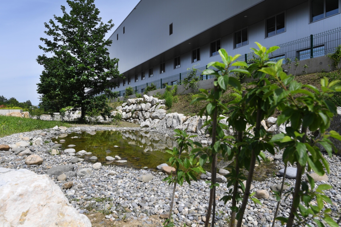 Noue paysagère Vernier | Renaturation et Plantation d'arbre