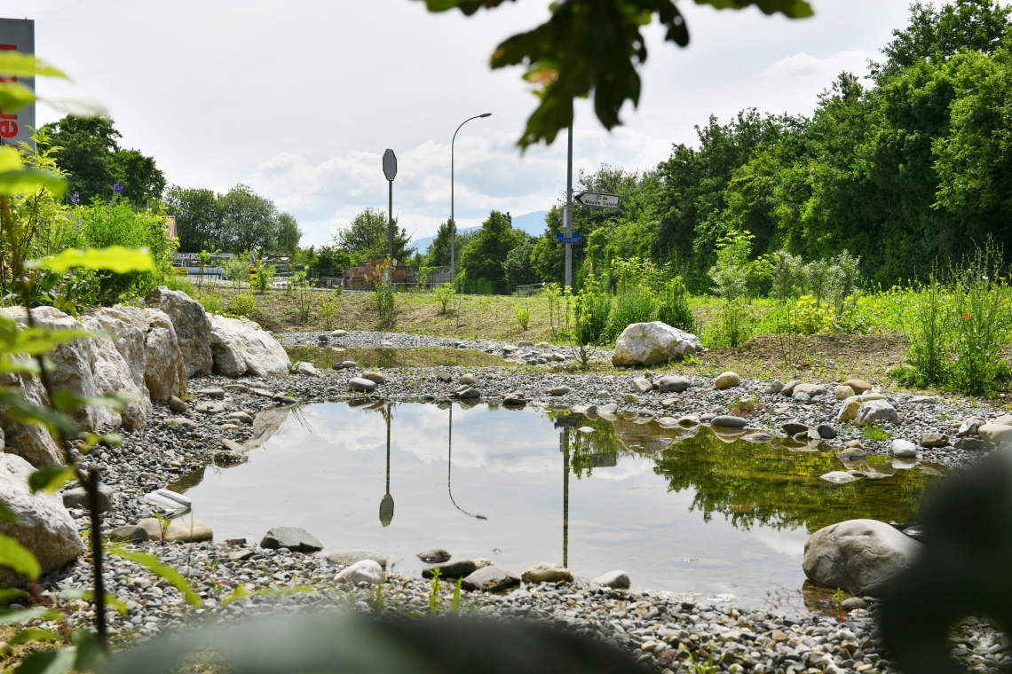 Noue paysagère Vernier | Renaturation et Plantation d'arbre