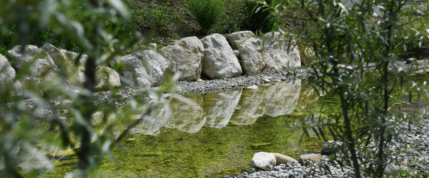 Noue paysagère Vernier | Renaturation et Plantation d'arbre